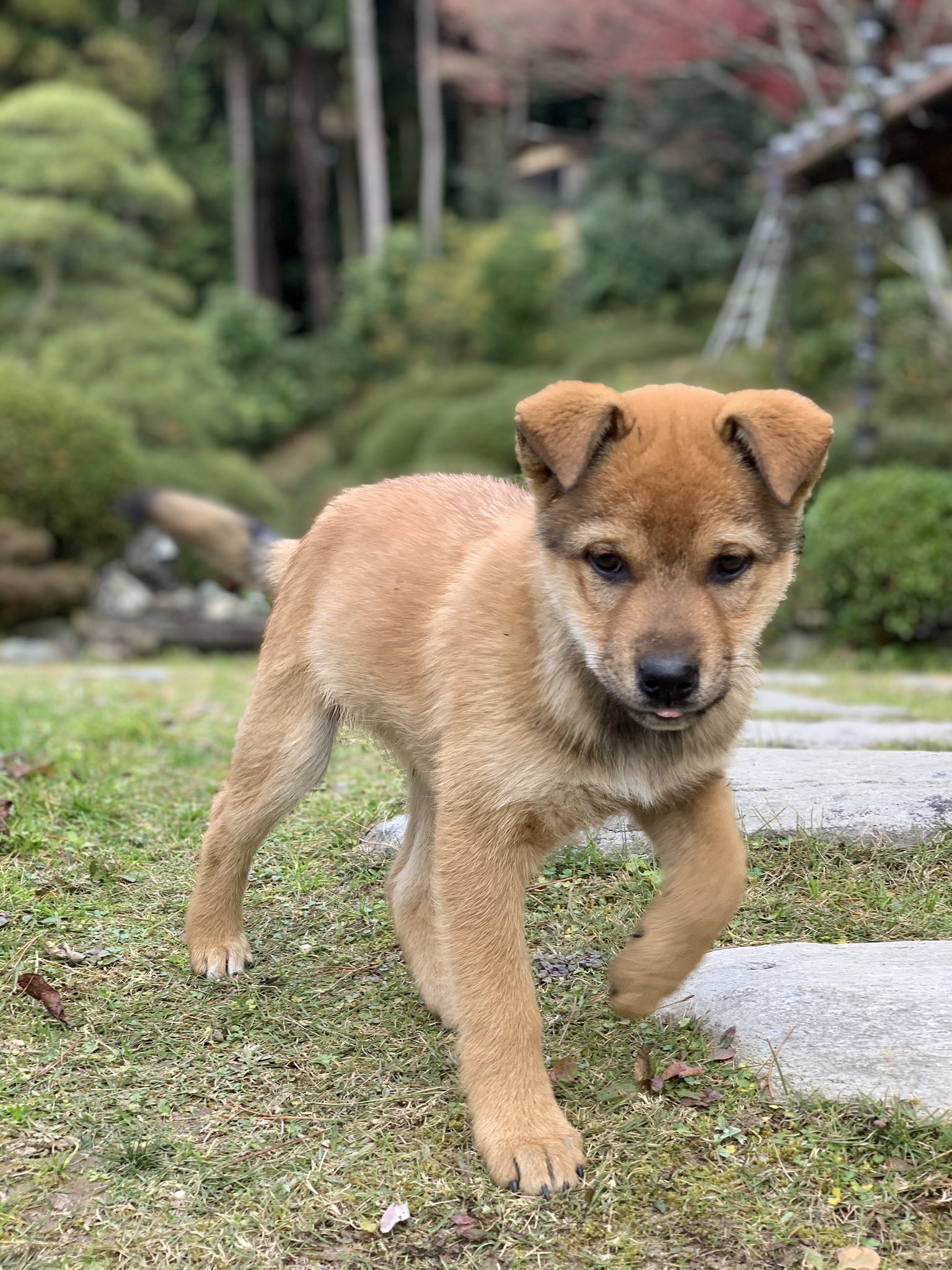 野良犬の親子 Twitter Search Twitter
