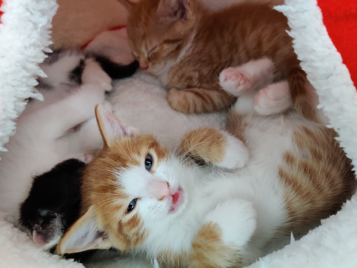 Kitten Academy (@kitten_academy) on Twitter photo 