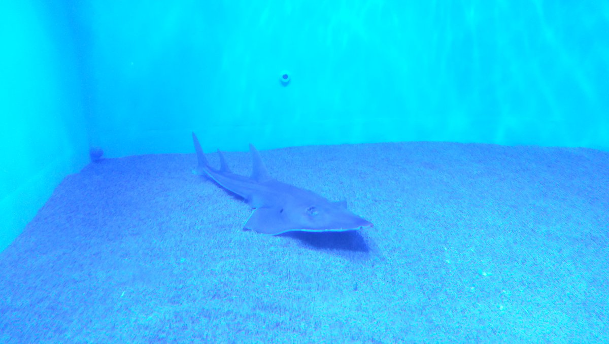 ペンギン水族館 ペンギン水族館