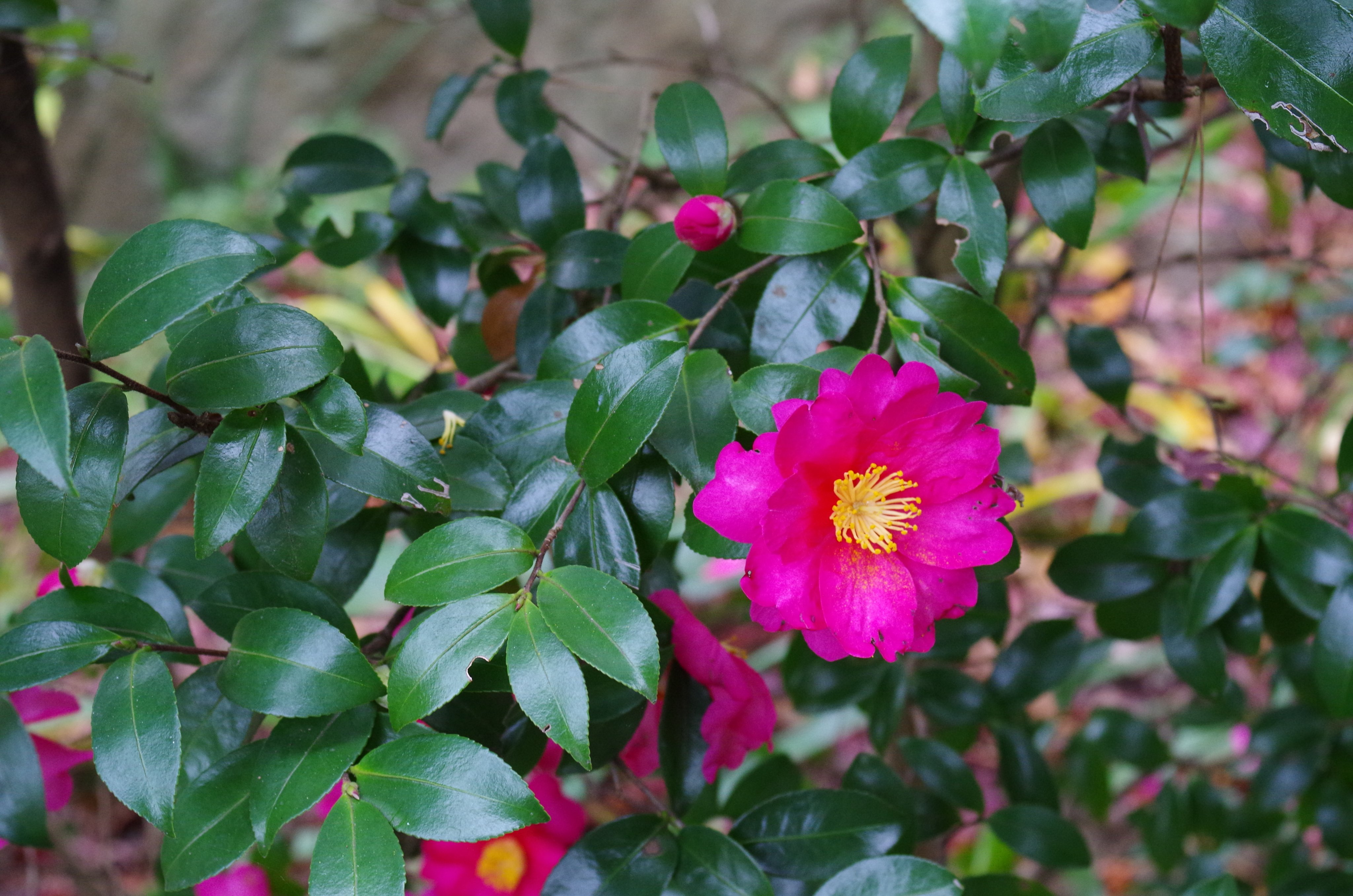 M Makoto 日本語 英語同時ツイート ２年目 サザンカ 山茶花 です ツバキと似ててなかなか区別がつきません 調べたところ 葉っぱにギザギザがあるのがサザンカのようです Camellia And Sasanqua Are So Alike 英語だと特に区別されていない