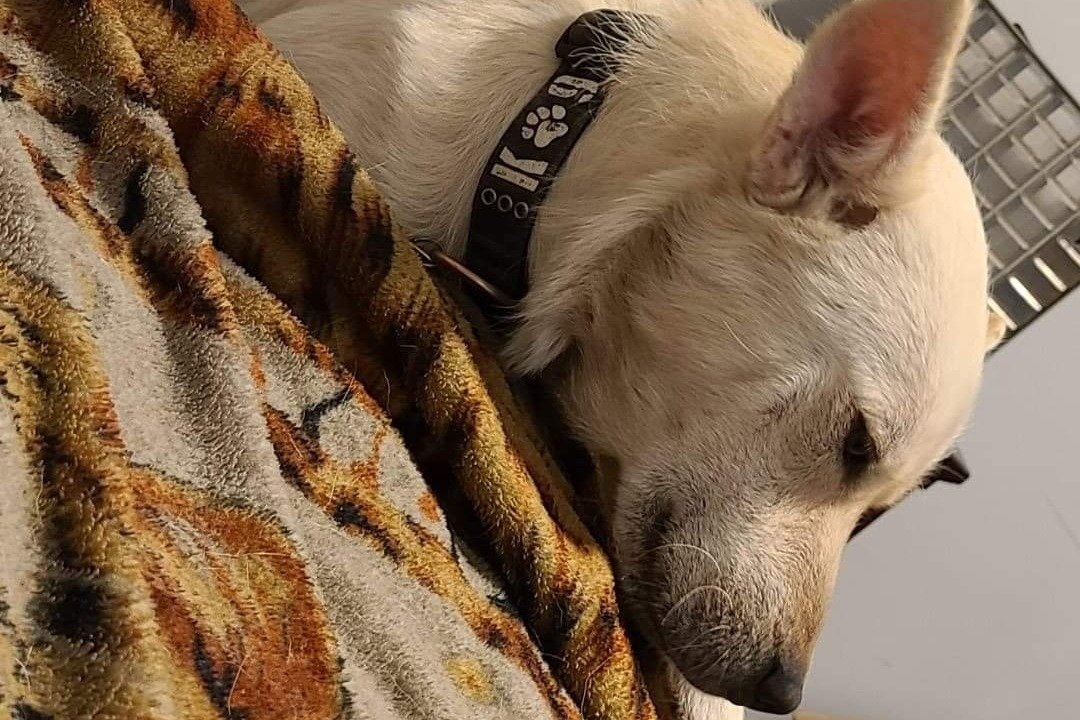 AngelIgnacioF's tweet image. #pets #help #pain #dog 
Please support my GoFundMe campaign: gofundme.com/f/rb77rb-ghost… @gofundme