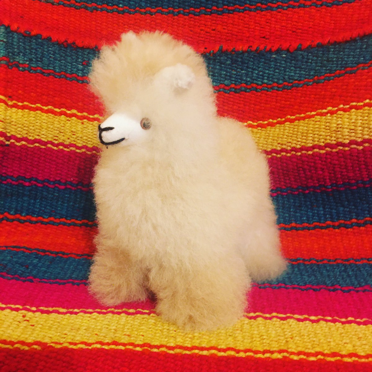 Día 3 de la semana de espíritu virtual de <a href="/Park_View_HS/">PVHS</a> - día de la mascota.  No tengo mascota pero si tuviera, quisiera tener una llamita. 🦙 @parkviewsca