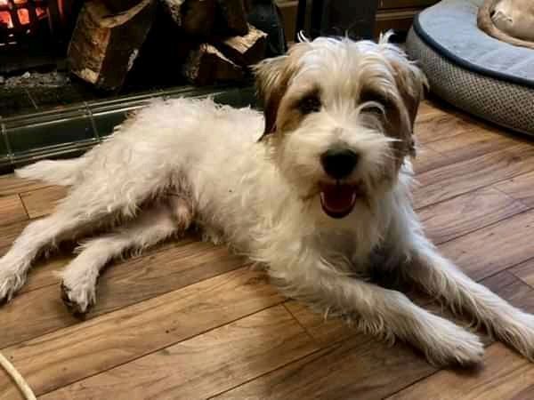 NWDogRescue's tweet image. Please RT my details and help me find a new furever home.  
findingfureverhomes.org.uk/dogs/Ollie/