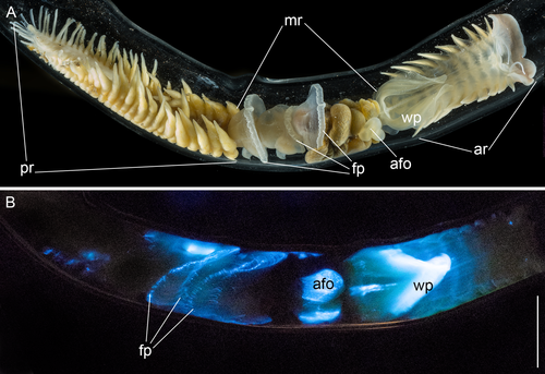 SERCinvasions's tweet photo. Chaetopterus variopedatus—why do they glow? Despite decades of research, there are still many questions about the creation/function of bioluminescence in this tube worm! Mirza et al. discuss possible functions here: https://t.co/hQQtJjSUlF #WormWednesday #8NightsofBioLights🕎 https://t.co/61w4QW1w0e