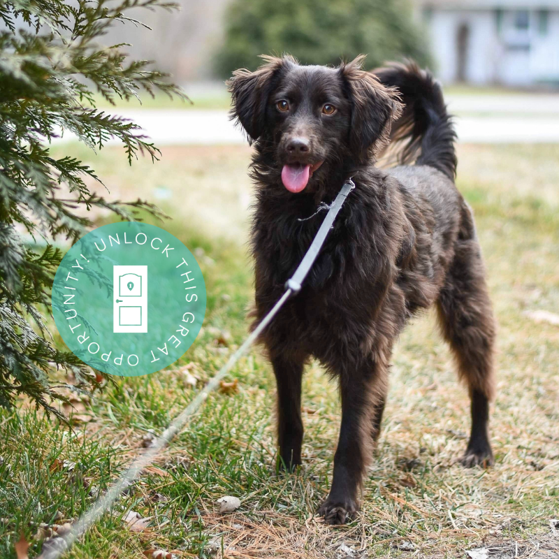 BSURentals's tweet photo. Need a pet sitter or someone to walk Spike on days you work? For BSURental residents, any pet care service from Sit-Stay-Play is 25% off! Have your Door Deals card on you or enter the promo code DOORDEALS25 on your service request, which can be made at https://t.co/LtgcntnIFo! https://t.co/oRlBwb4VA1