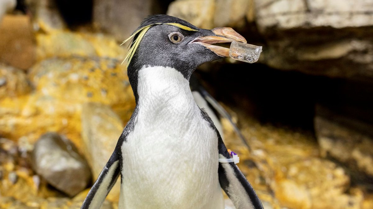 shedd_aquarium's tweet photo. Wellington holding a piece of ice enrichment = our winter mood on this snowy day! ❄️🐧 https://t.co/gz6LhpRT40