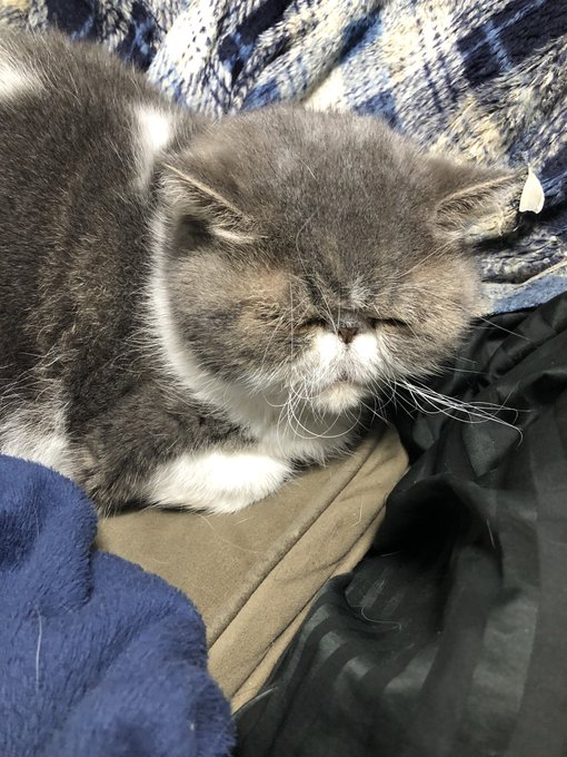 エキゾチックショートヘアのtwitterイラスト検索結果 古い順