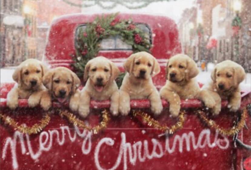IncFaulkner's tweet photo. We are here for any of your new fence projects during the Christmas and New Year holiday season. Call today for a free estimate. https://t.co/2dzFOsBGmj