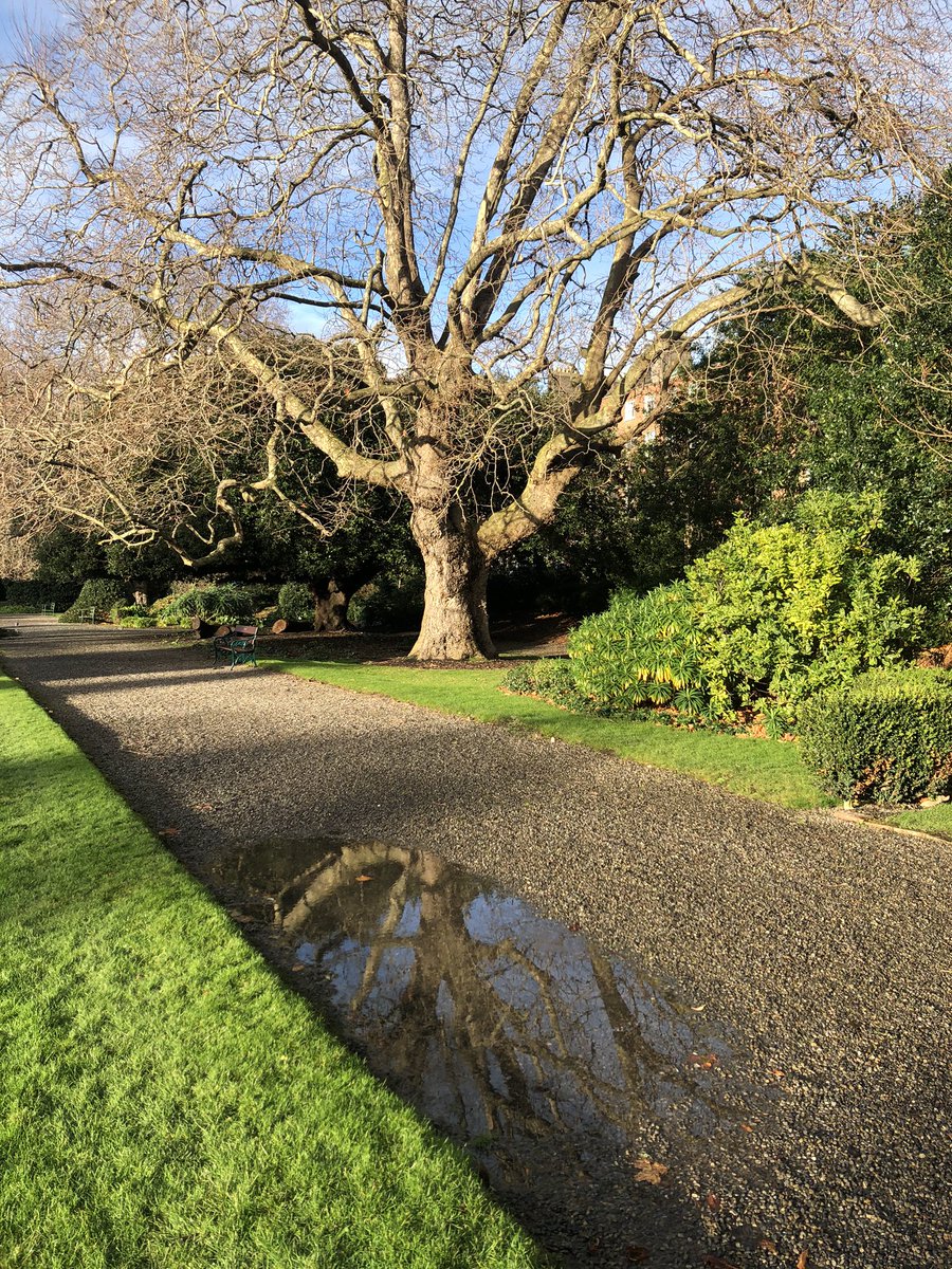 HillaryRayLaw's tweet photo. Tree and reflection #Dublinwinter #Fitzwilliamsquare https://t.co/2ZtkOcPl30