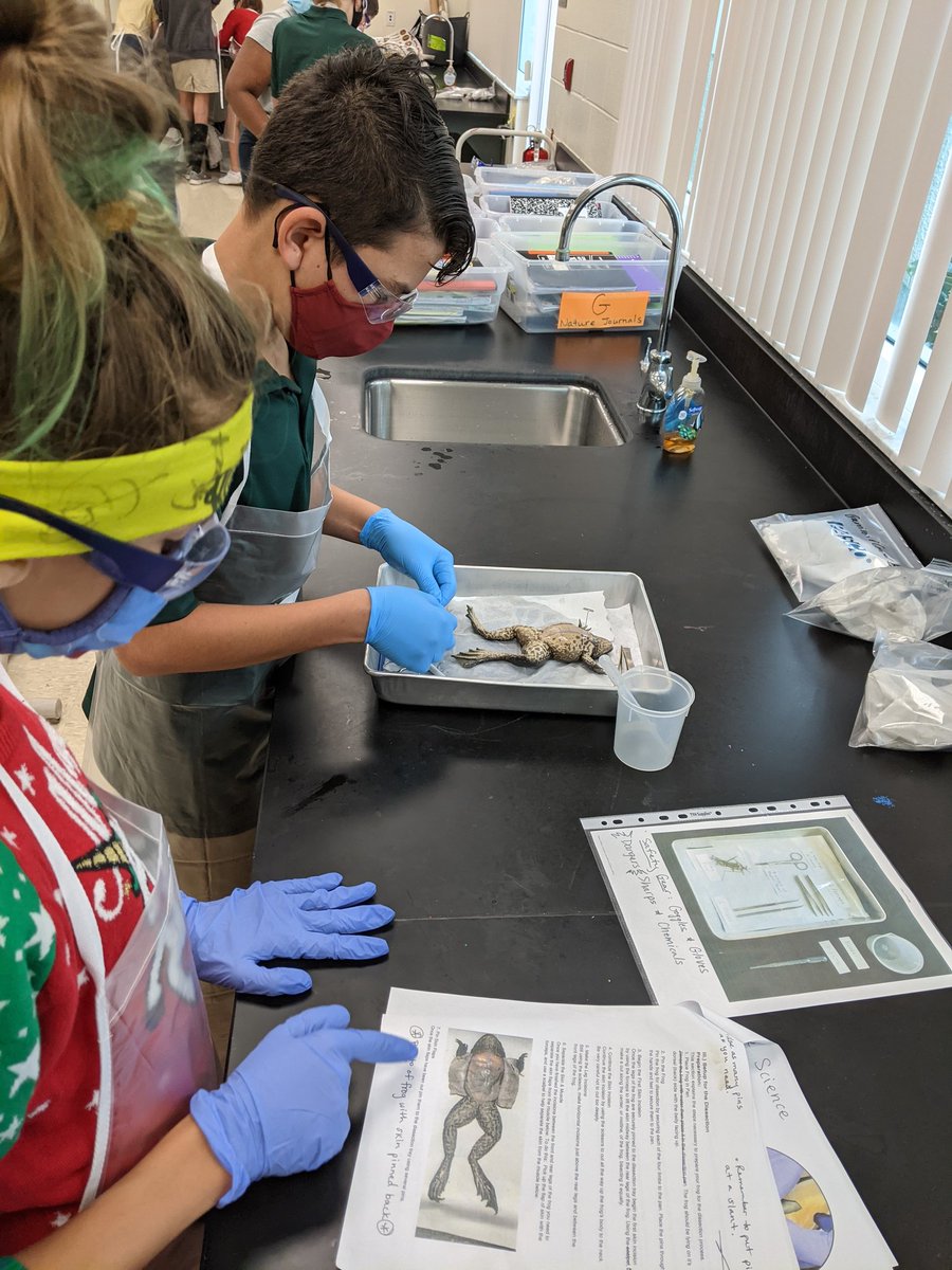 Day 2 of frog dissections for 7th graders <a href="/Shorecrest/">Shorecrest</a> !! It's the most wonderful time of the year 🐸 #middleschool #frog