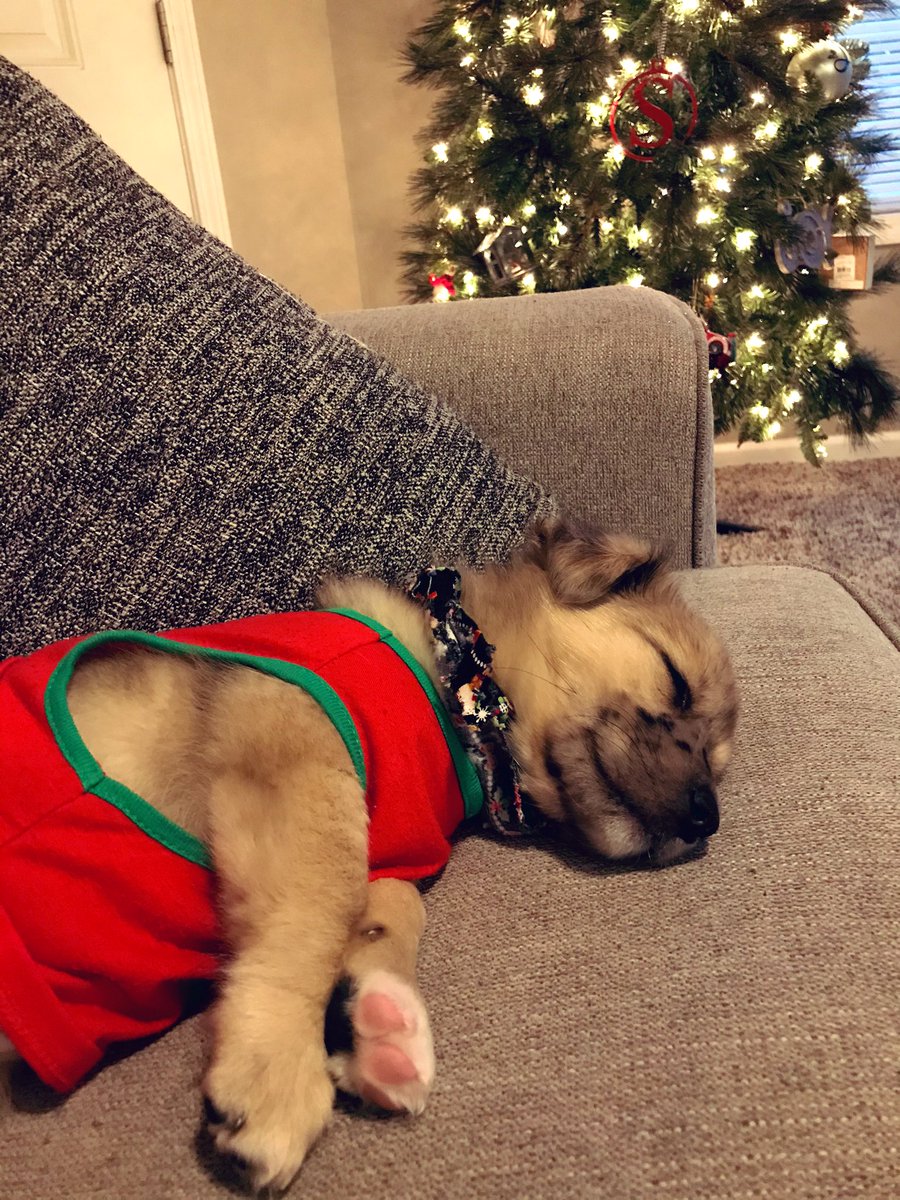 ayyyylex20's tweet photo. look at me little Christmas pup hehe https://t.co/RzlyxBC0hx