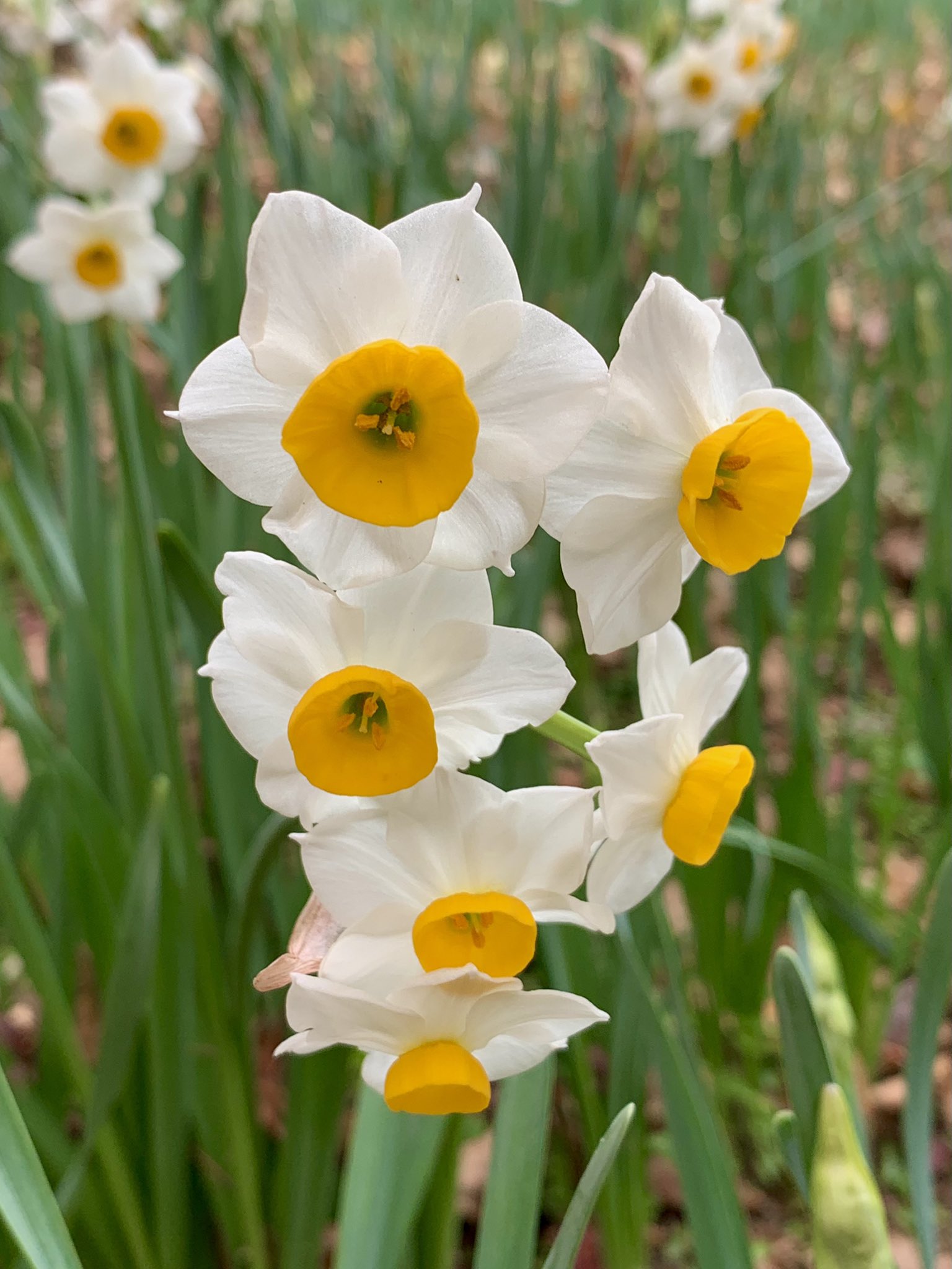 Cloudsailor 星羅の一日一花 ニホンズイセン 日本水仙 別名ニホンカンズイセン 日本寒水仙 白花で副花冠が黄色の 普通に見られるスイセン 関東以西から九州で暖地の海岸線に自生 ヒガンバナ科スイセン属 地中海沿岸原産 Narcissus Chinensis