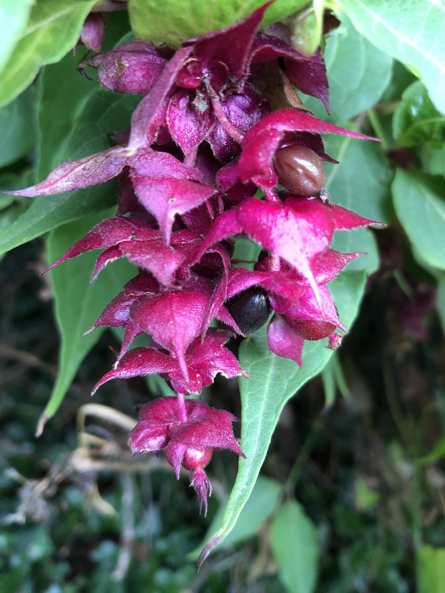 HillaryRayLaw's tweet photo. Winter flowers #Dublin #Fitzwilliamsquare https://t.co/Mkhg8l7kUw