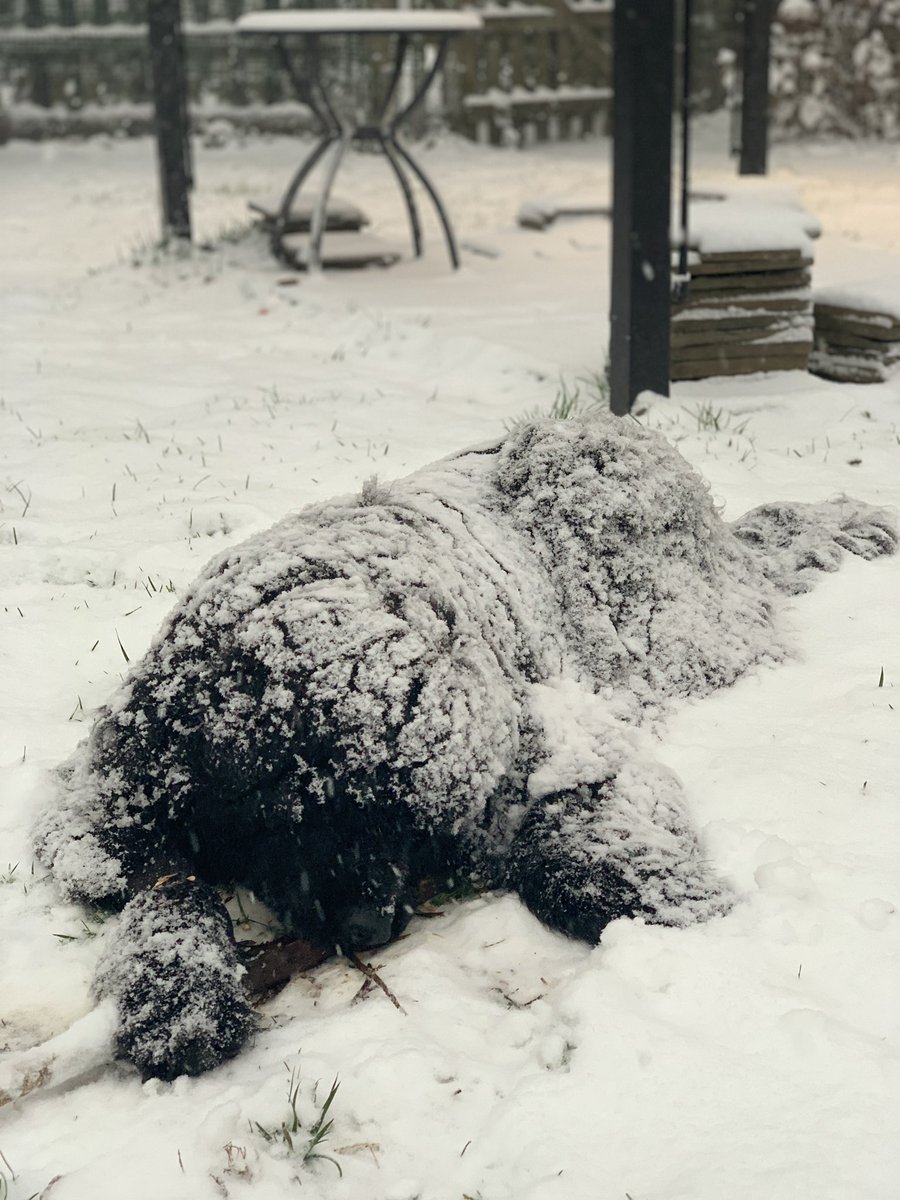 creatorvox's tweet photo. Hana enjoying the first snow of the year @dog_rates https://t.co/U1THcEGgwa