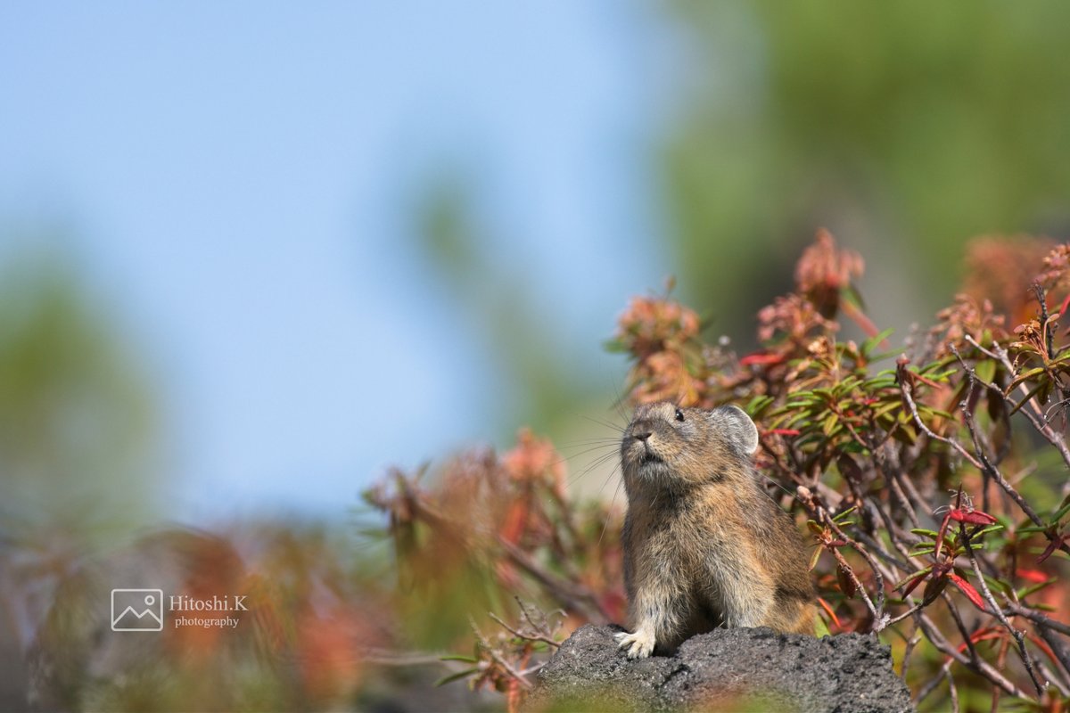 北海道3大かわいい動物 Twitter Search
