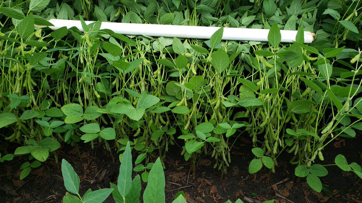 This  #soybean I expect to harvest on January 25th. #agro #brazil