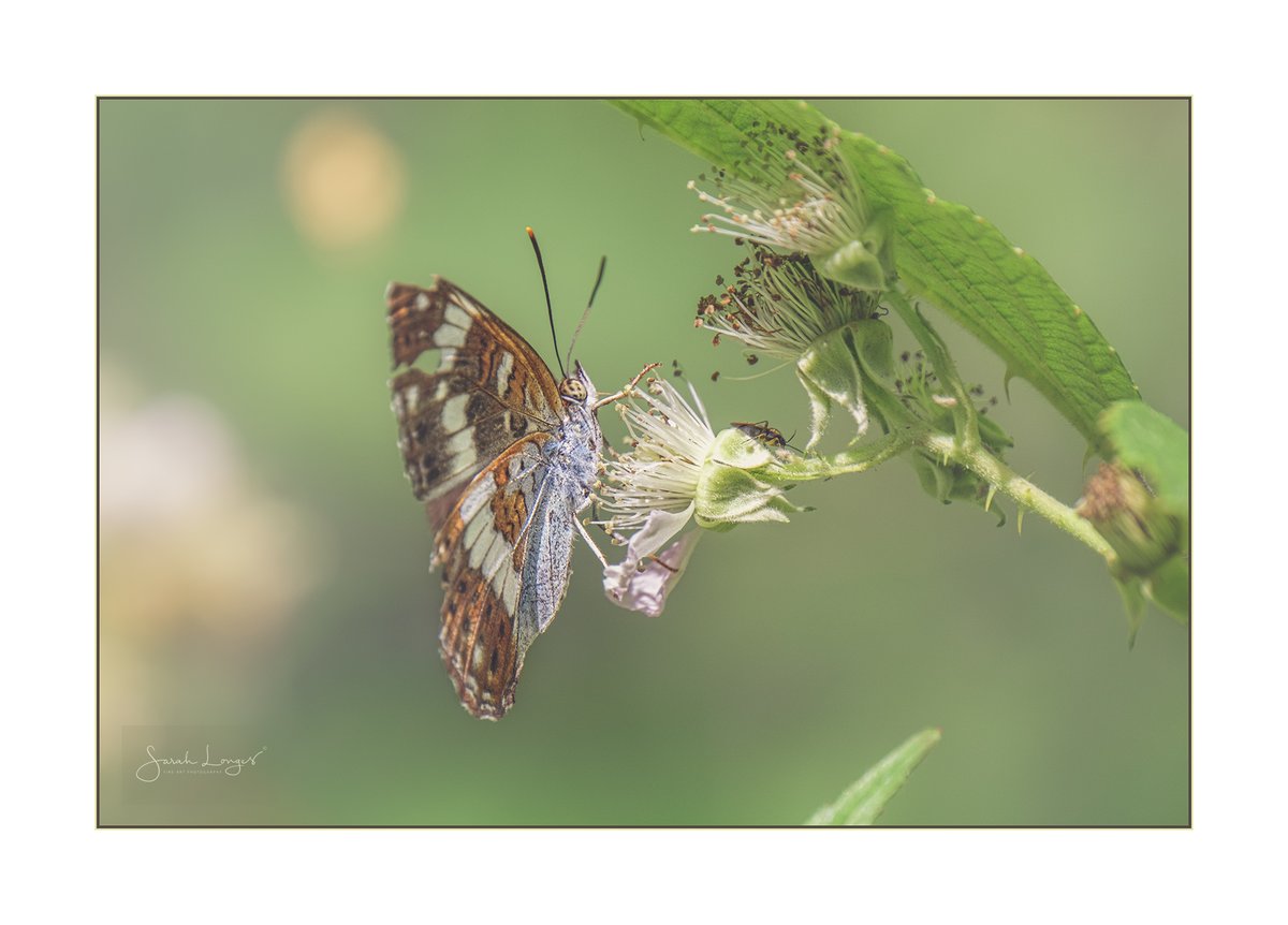 MiradorDesign's tweet photo. #Woodland dwelling #butterflies, including the rare white admiral, in #BookhamCommons this summer for @Fotospeed's #FSCaptures challenge! #lepidoptera #Bestof2020 #favourites #nature #wildlife #SimplePleasures https://t.co/RLqzg60ehf