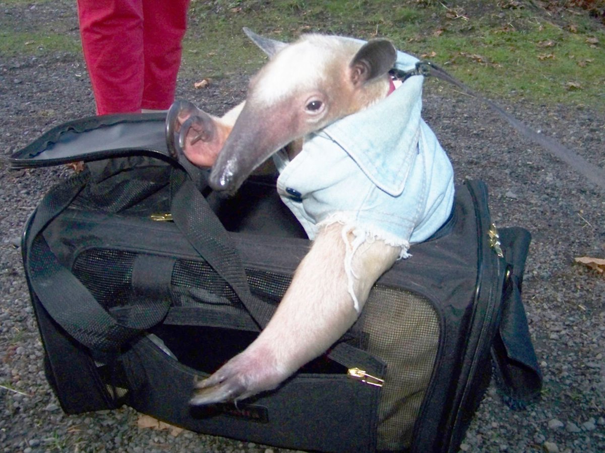 wilbur soot as anteaters: an extremely needed thread