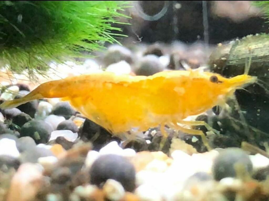FKACommunity's tweet photo. Beautiful example of a #neocaridina here. @ninababicova_photo has an amazing tank full of em!

#Plantedtank #aquascaping #aquarium #natureaquarium #plantedaquarium #aquaticplants #fishes #plants #plantsofinstagram #tropicalfish #potd #fishtank #freshwate… https://t.co/ui09rIMRZE https://t.co/BFxX2jwzkW