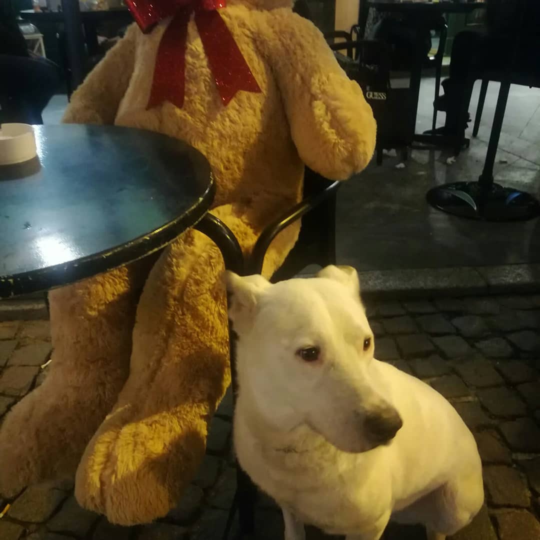 ADOTTA UN CUORE*CONDIVISIONI*APELL tweet media