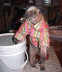 wilbur soot as anteaters: an extremely needed thread