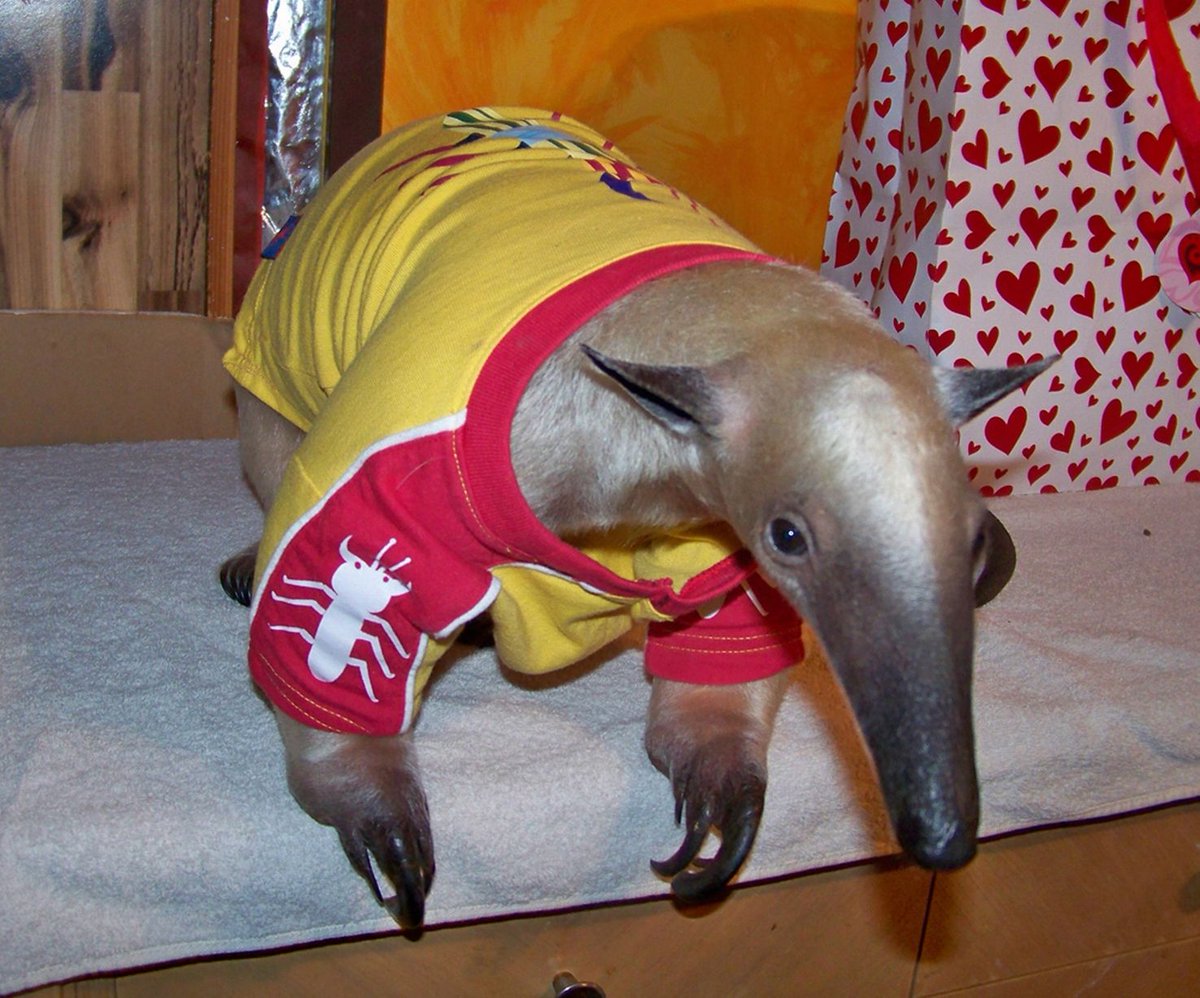 wilbur soot as anteaters: an extremely needed thread
