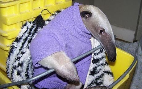 wilbur soot as anteaters: an extremely needed thread
