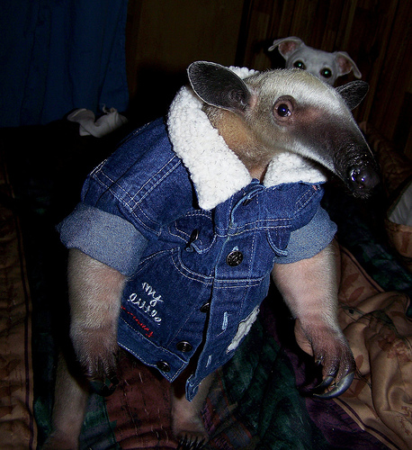 wilbur soot as anteaters: an extremely needed thread