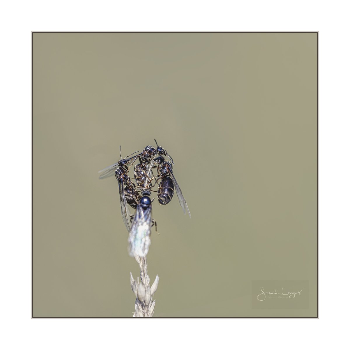 MiradorDesign's tweet photo. Some #favourite creative pieces from #HeatherFarm #wetlands &amp; #SANG from summer for @Fotospeed's #FSCaptures challenge. My local haven! Thank you to the #horsellpreservationsociety for all their amazing work again this year! #Bestof2020 #nature #wildlife #butterflies #beauty https://t.co/r1F6LzjO1l