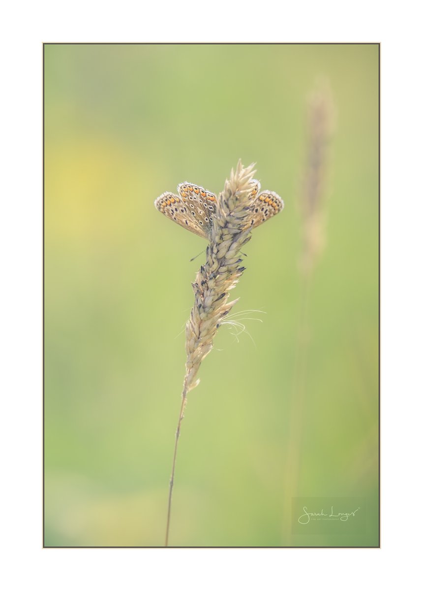 MiradorDesign's tweet photo. Some #favourite creative pieces from #HeatherFarm #wetlands &amp; #SANG from summer for @Fotospeed's #FSCaptures challenge. My local haven! Thank you to the #horsellpreservationsociety for all their amazing work again this year! #Bestof2020 #nature #wildlife #butterflies #beauty https://t.co/r1F6LzjO1l
