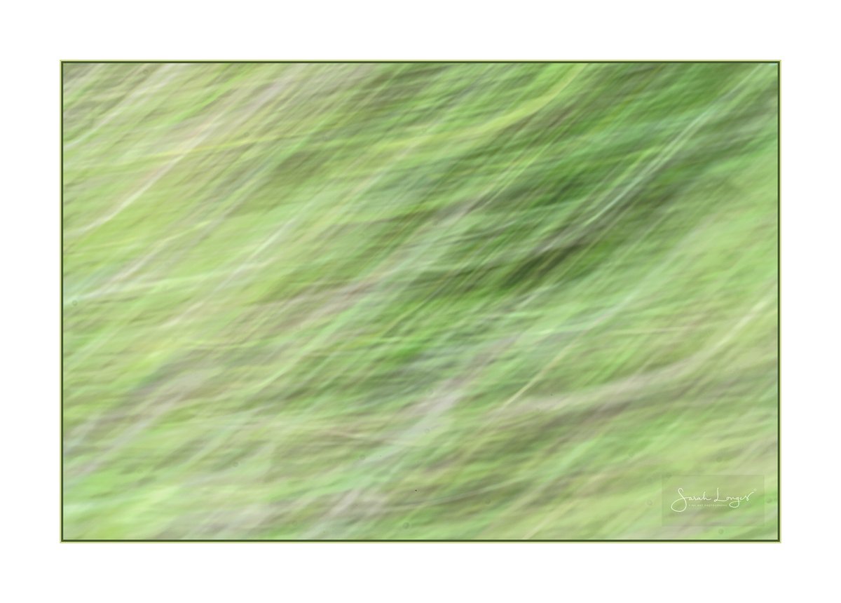 MiradorDesign's tweet photo. Some #favourite creative pieces from #HeatherFarm #wetlands &amp; #SANG from summer for @Fotospeed's #FSCaptures challenge. My local haven! Thank you to the #horsellpreservationsociety for all their amazing work again this year! #Bestof2020 #nature #wildlife #butterflies #beauty https://t.co/r1F6LzjO1l