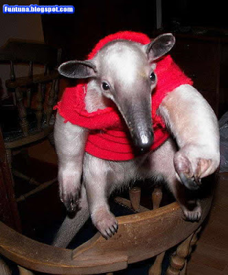 wilbur soot as anteaters: an extremely needed thread