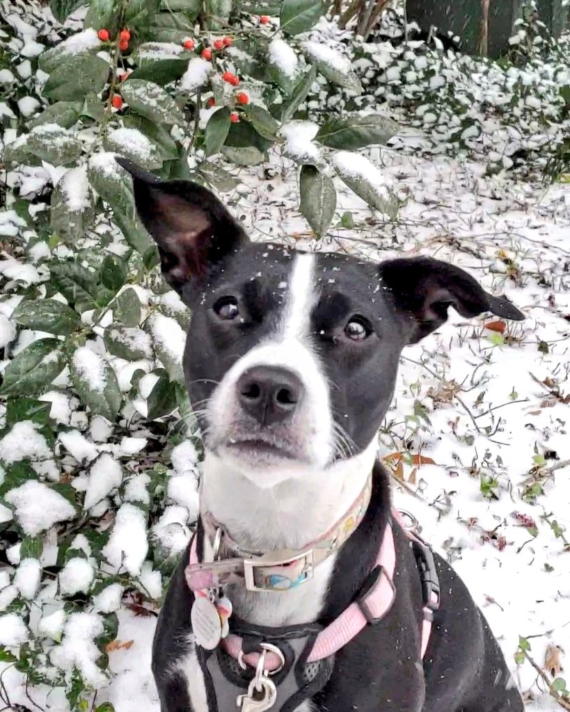 thegaytraveler's tweet photo. This was Princess' first snow—and she loved it!
#adoptdontshop #myfoxdc https://t.co/6jOxEdmbpY