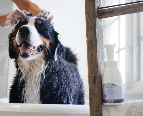 Our foams soap is gentle foaming fun for all of your family members 🐶! Pick your aroma: ow.ly/sxsy50CNCAi