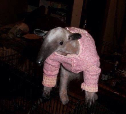 wilbur soot as anteaters: an extremely needed thread