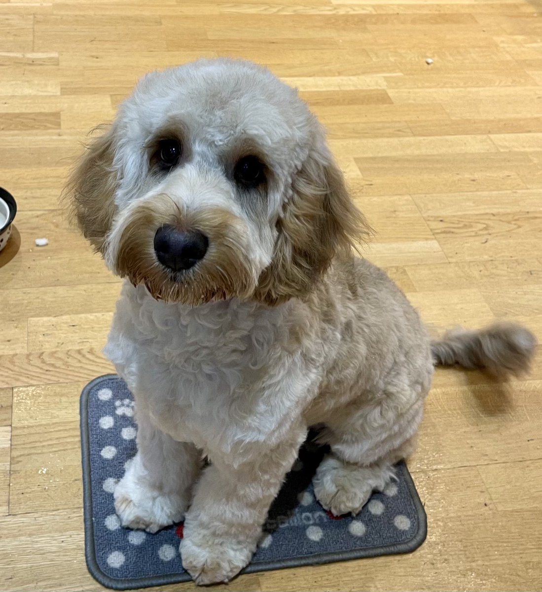 Day 132. Forced to groomers. This is against my code of muddy ethics which includes being pro-filth, anti-cleanliness and emitting a scent of sardine, pond and poop. But the nice ladies give me treats, &amp; I am weak and like the attention while being fluffed. 😳 #dogsoftwitter