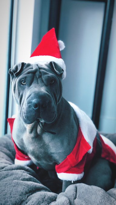 #Pupweiser https://t.co/8K9hSYXrl7