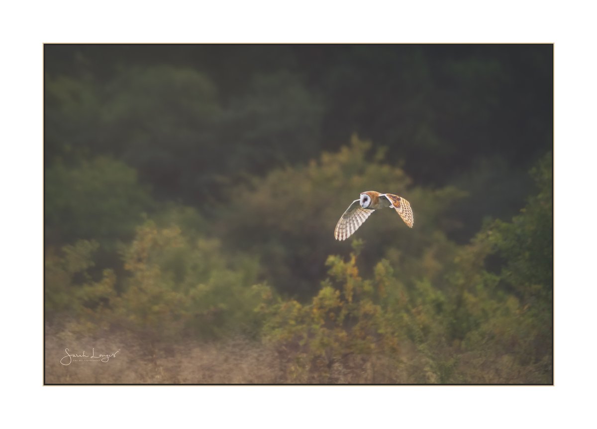 MiradorDesign's tweet photo. A few #favourite #birds from #PapercourtMeadows in late summer and autumn for @Fotospeed's #FSCaptures challenge. Juvenile stonechat, juvenile whitethroat, meadow pipit and the beautiful barn owl! #Bestof2020 #wildlife #nature #birding #grasslands #habitat #environment https://t.co/Oxu8rCJK6B