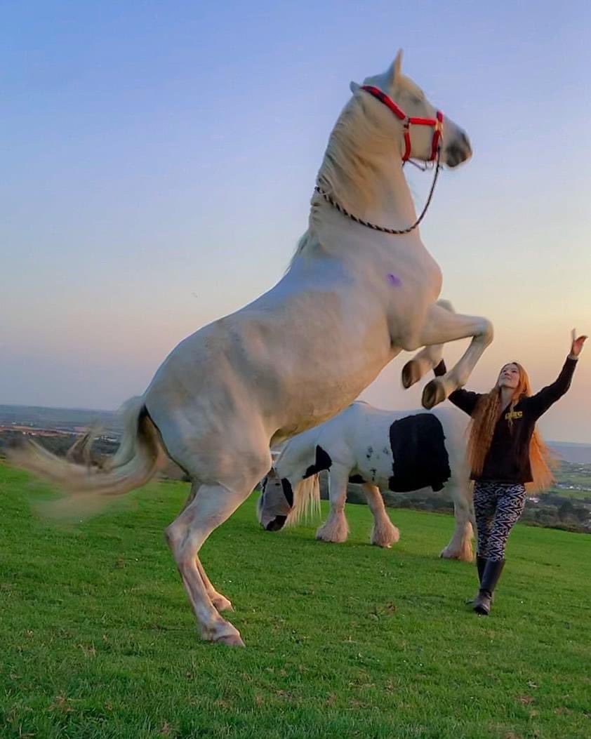 Steph De Rosa tweet media