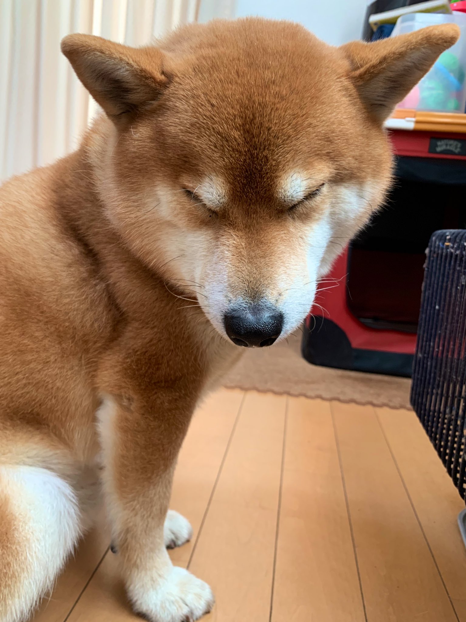 ストーブで暖をとる柴犬 の表情が趣深いwww 年12月19日 Biglobeニュース