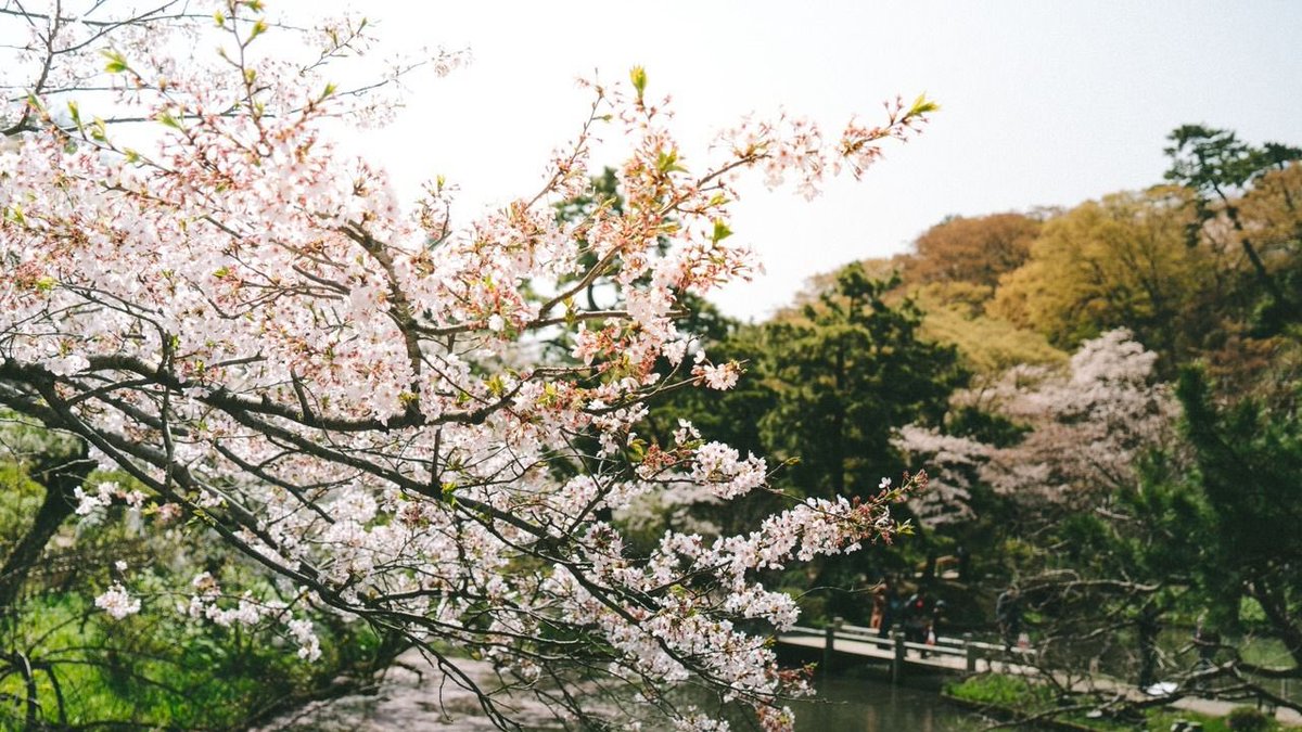 Japan Aesthetics tweet media