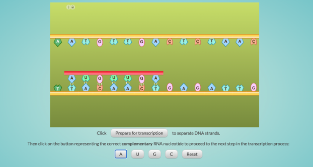 The new COVID mRNA vaccines are officially being distributed. But what exactly is #mRNA? How is it different from #DNA and what does it do? Check out this transcription simulation from <a href="/LabXchange/">LabXchange</a>: bit.ly/3gV7cuz <a href="/AmgenFoundation/">Amgen Foundation</a>