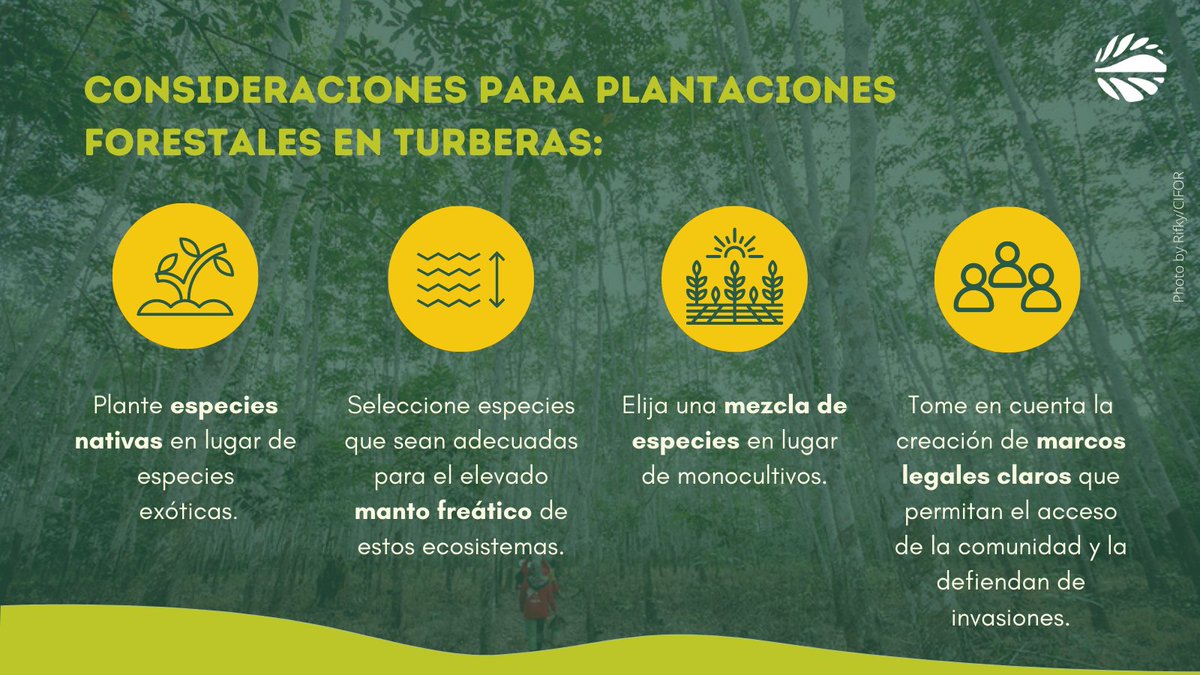 GlobalLF_Esp's tweet photo. 🌱 Los frágiles ecosistemas de #turbera son claves contra el cambio climático, siempre y cuando se gestionen sosteniblemente.

Por ello, el científico de @CIFOR Daniel Murdiyarso y sus colegas alientan a seguir estas recomendaciones. 👇  https://t.co/QzCFhPBdXe

#ThinkLandscape https://t.co/O4AUWiWUbc