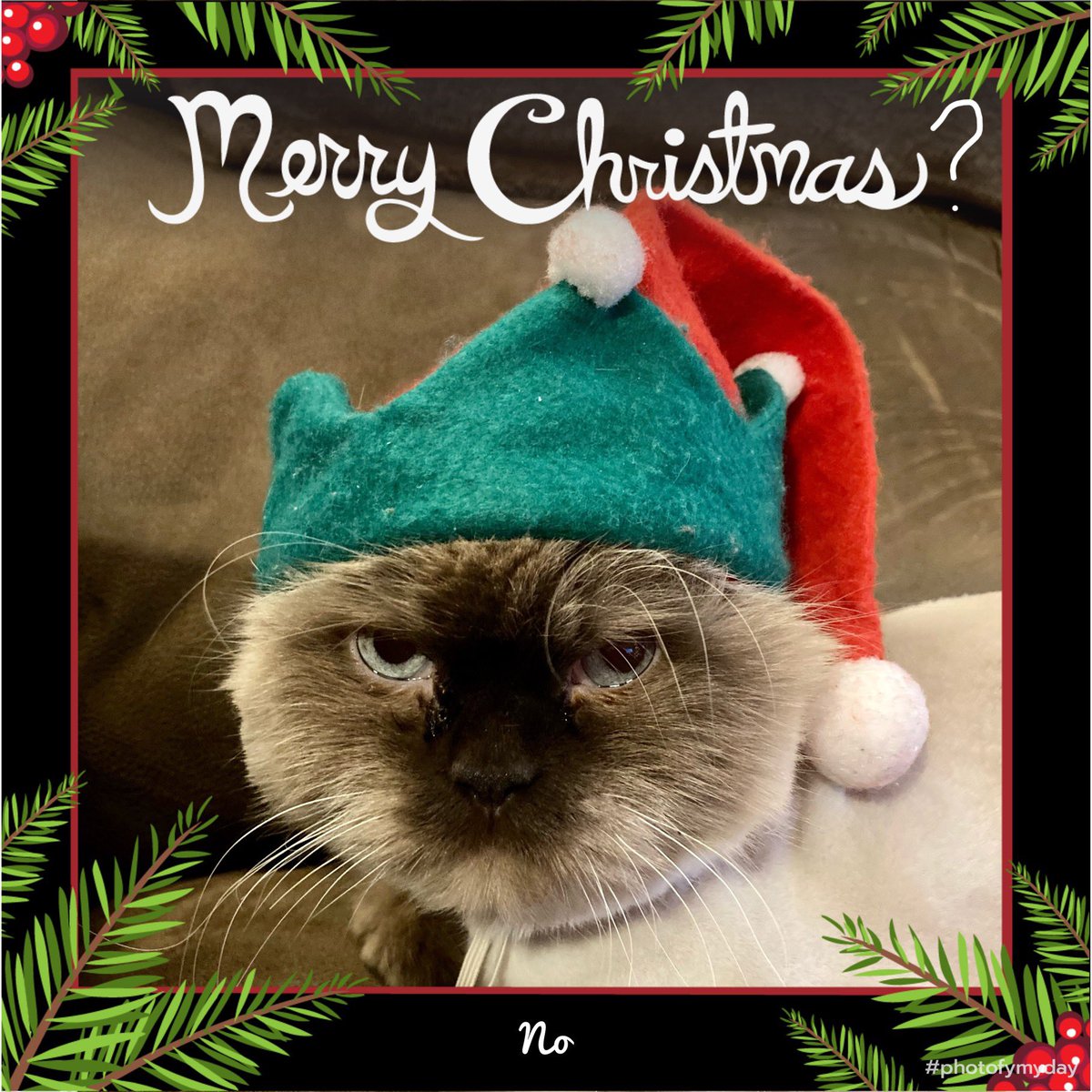 No. #Christmas #ChristmasKitty #GrumpyCat #CatsOfTwitter #no #HimalayanCat #GrinchyCat