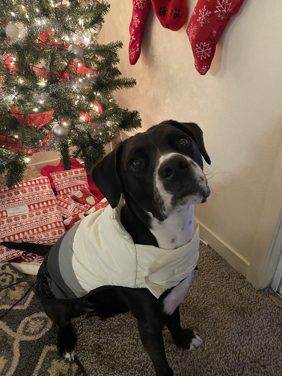 sydneyhill22's tweet photo. @BISSELLclean our boy barley is definitely holiday ready! #UnexpectedPresent https://t.co/t1tfG9G3Jr