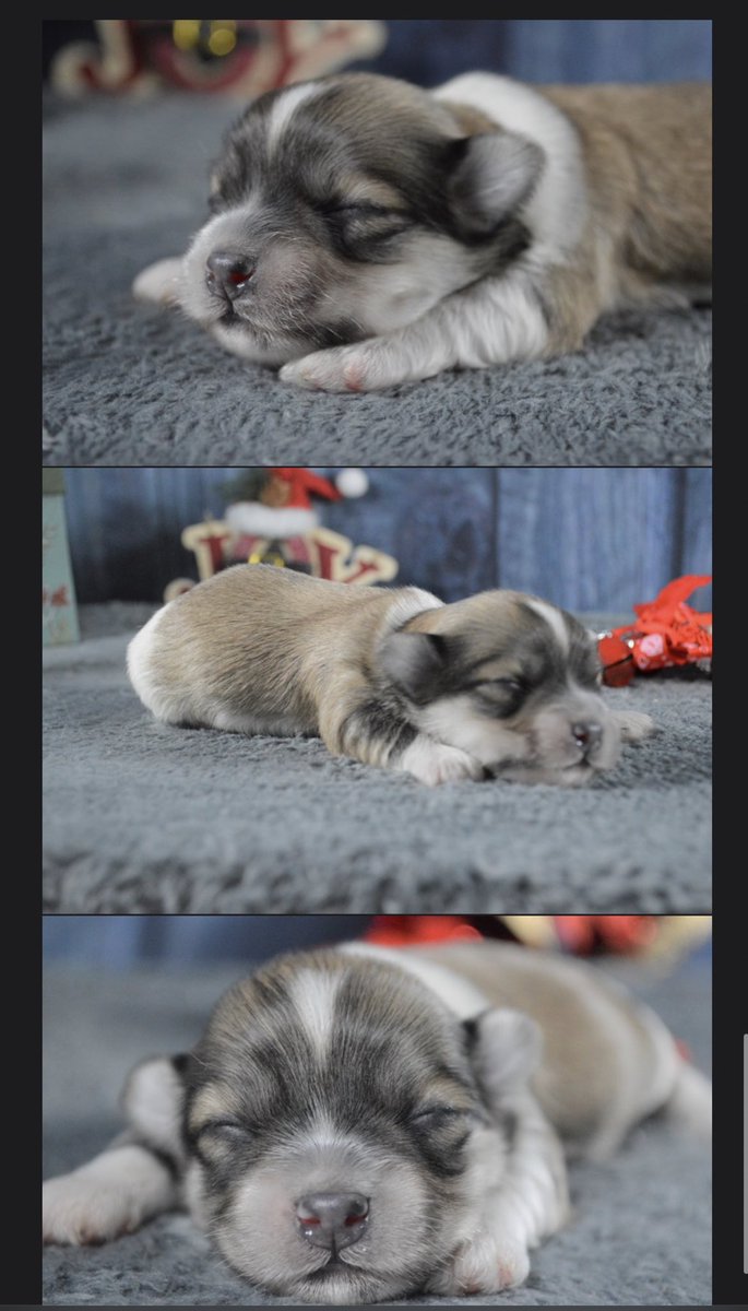 xPandamonium's tweet photo. I just got an update for my puppy, he was born!!!! His name is Harvey and I will be picking him on 2/2! I’ll keep you guys updated as I get more pics!!! 🐼💚 https://t.co/9lNcbAkjLt