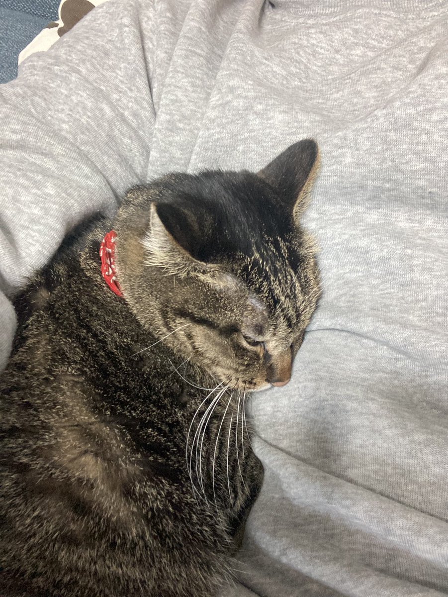 flutecello2cats's tweet photo. 朝からぬくぬく😊
リツイート機能が元通りになりました
#リツイート #よろしくお願いします #フルート #腕枕 https://t.co/rJhWiWzbwC