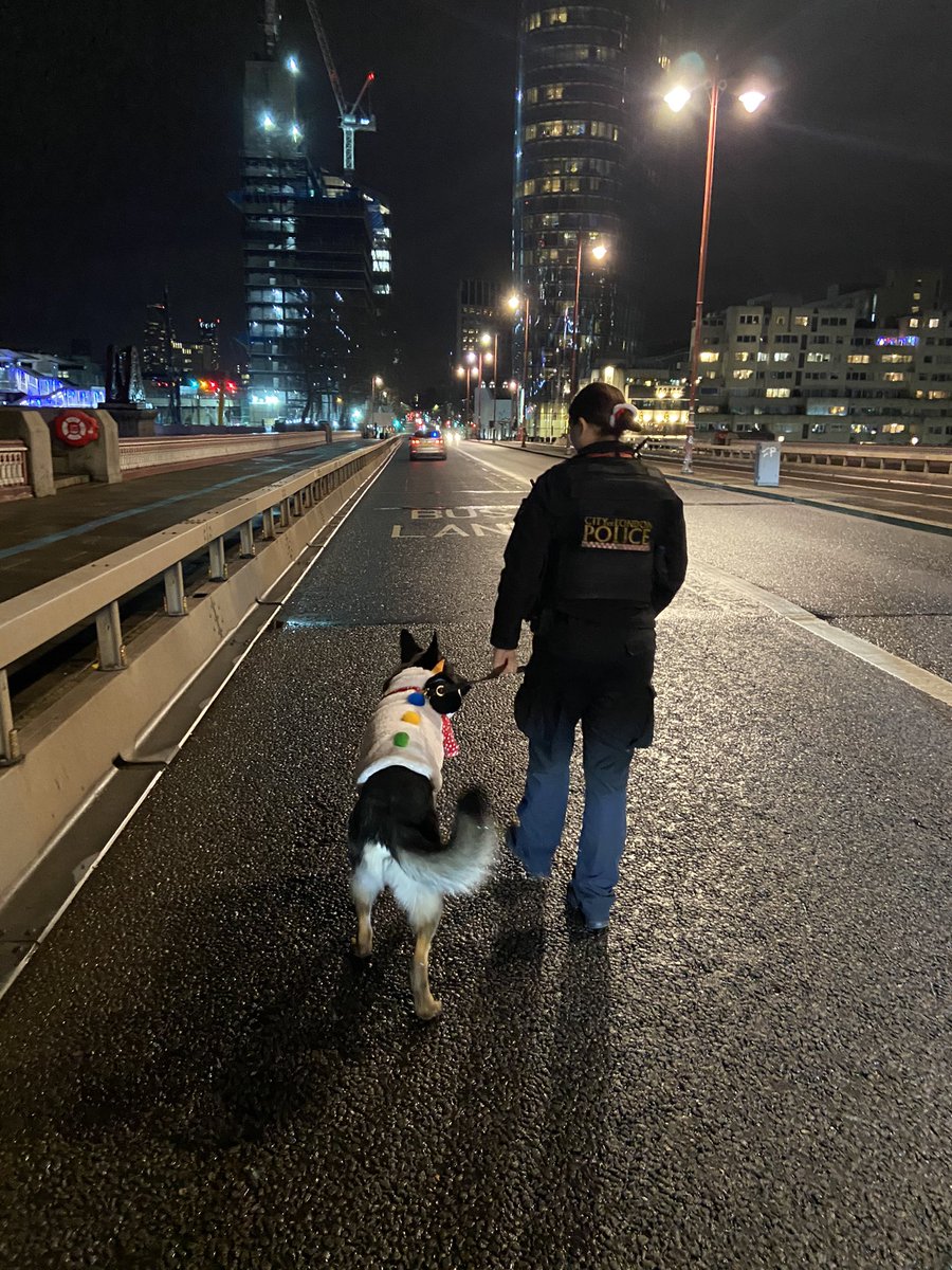 CityPoliceDogs's tweet photo. PD Lester has gone undercover this Christmas #PDLester @CityPoliceCops https://t.co/Lql4GBJXaq