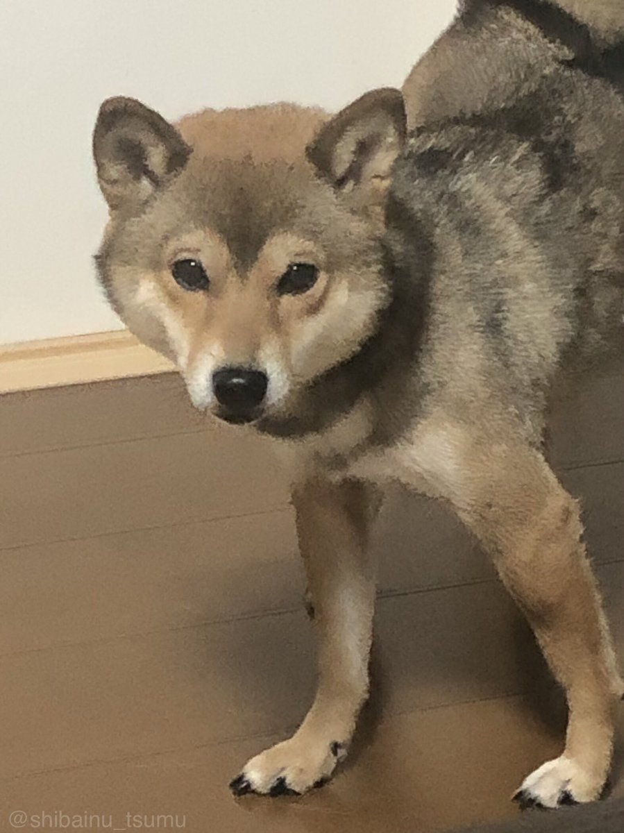 和み犬 柴犬つむ こたつから出たくなくて ズームで撮ったら画像の粗さに驚いたwww 柴犬つむ 絵みたいな写真 犬好きな人と繋がりたい