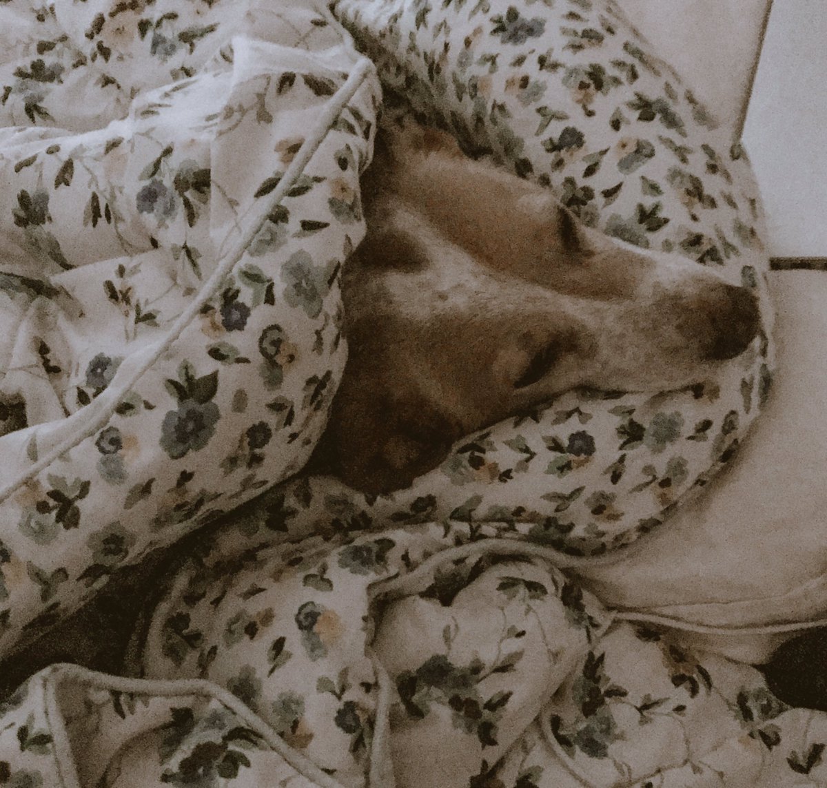TheFloodsRE's tweet photo. I don’t think Ruby looks comfortable enough😂🐶
#dogsoftwitter #dogsofcle https://t.co/wQ72YqRKIi